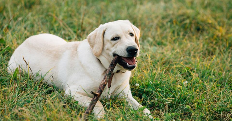 labrador eating stick